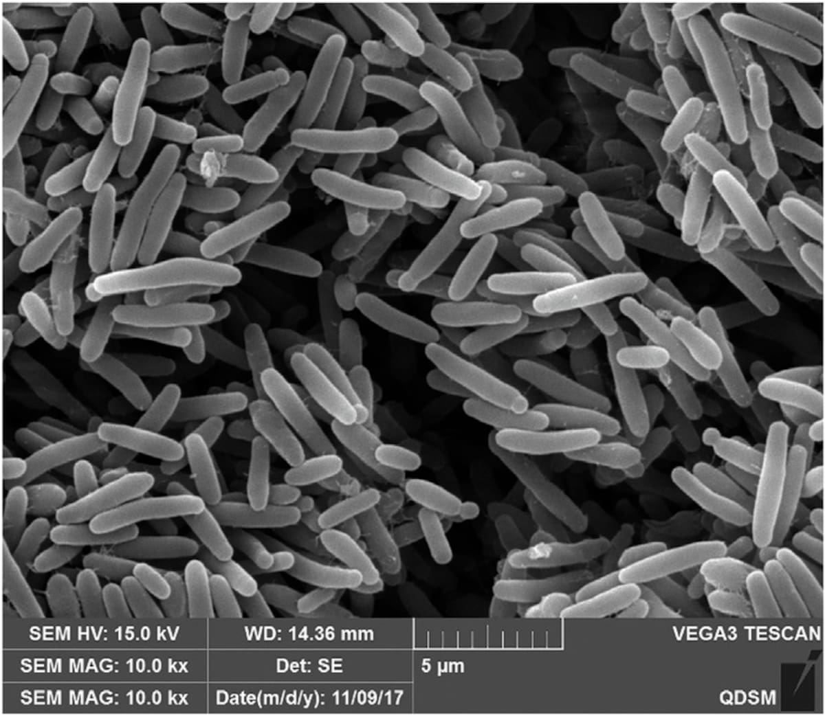 Foto: Research Gate.