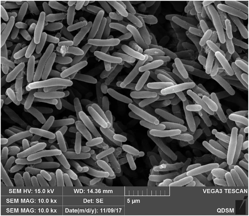 Foto: Research Gate.