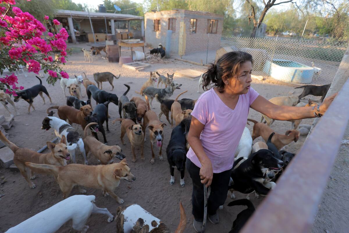 Conmueve historia de Dámaris Acosta, Rescatista de perros