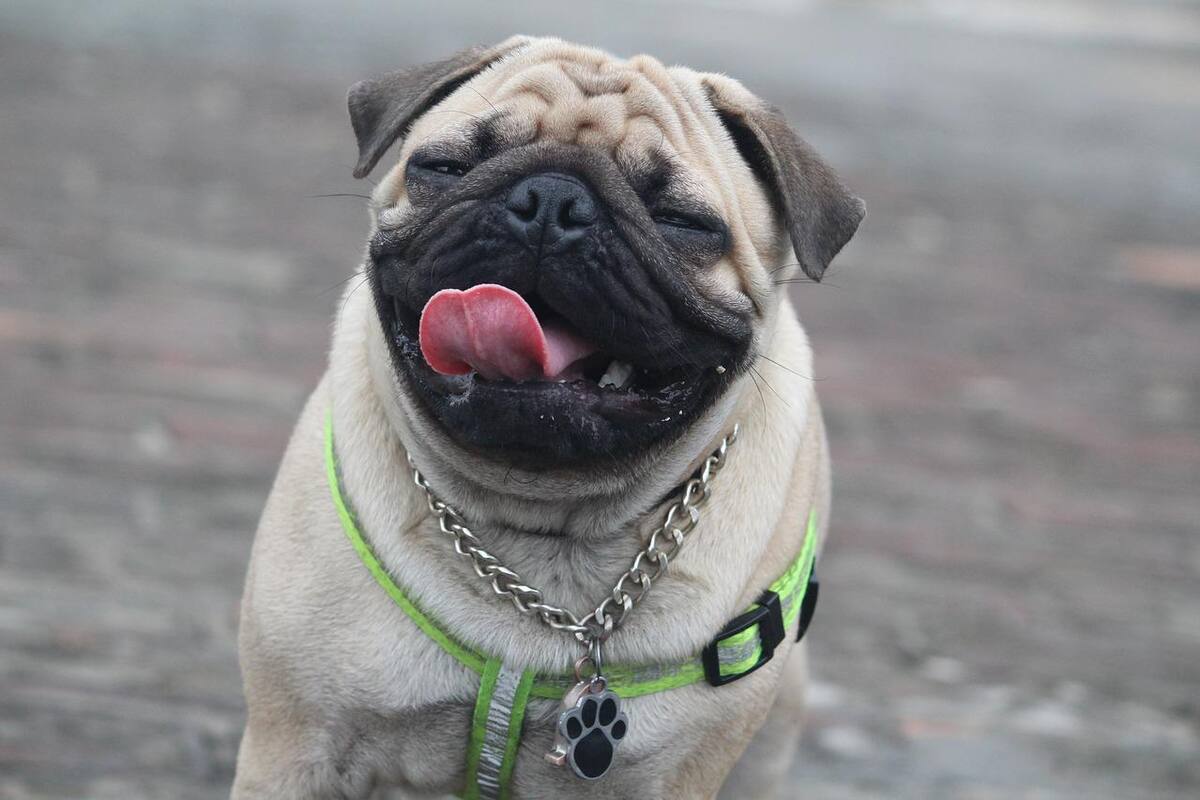 De 40 enfermedades caninas, la raza "Pug" sufre 23: veterinarios ya no la consideran una raza típica para ser mascota