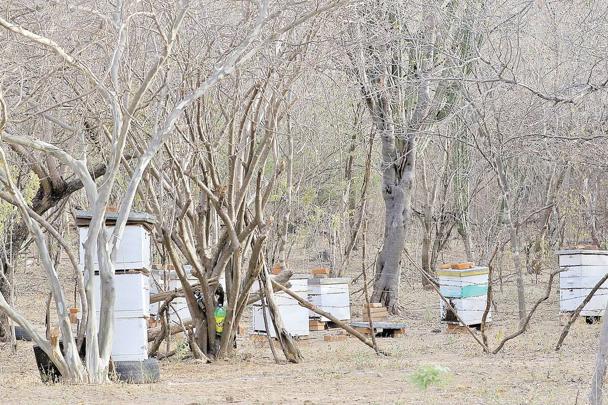 Pega la sequía a producción de miel en el Sur de Sonora