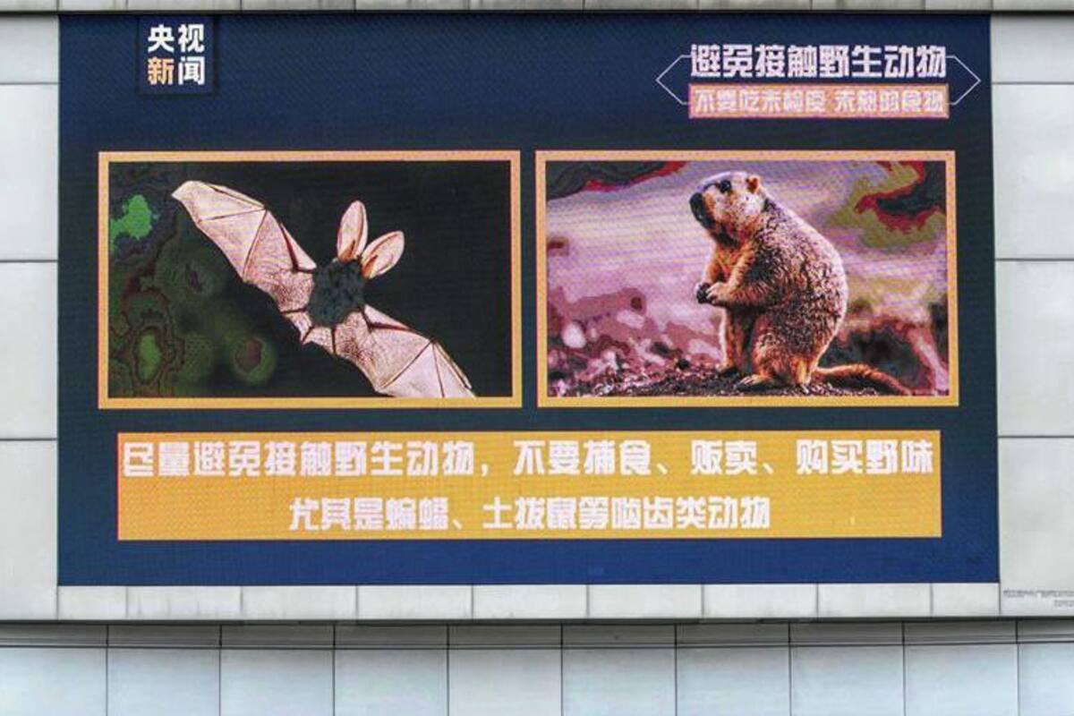 Covid-19 y su origen: ¿Qué ha encontrado la OMS?