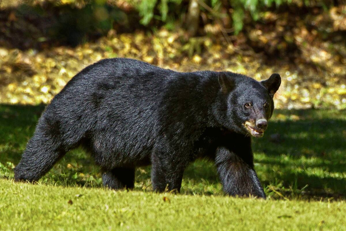 Oso arrastra cuerpo de un hombre hasta el bosque luego de un accidente automovilístico