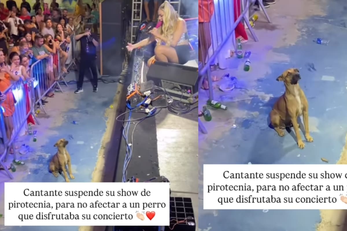 ‘Ese perrito tenía pase VIP, qué bello’: cantante detiene su concierto para no afectar a un lomito en el público