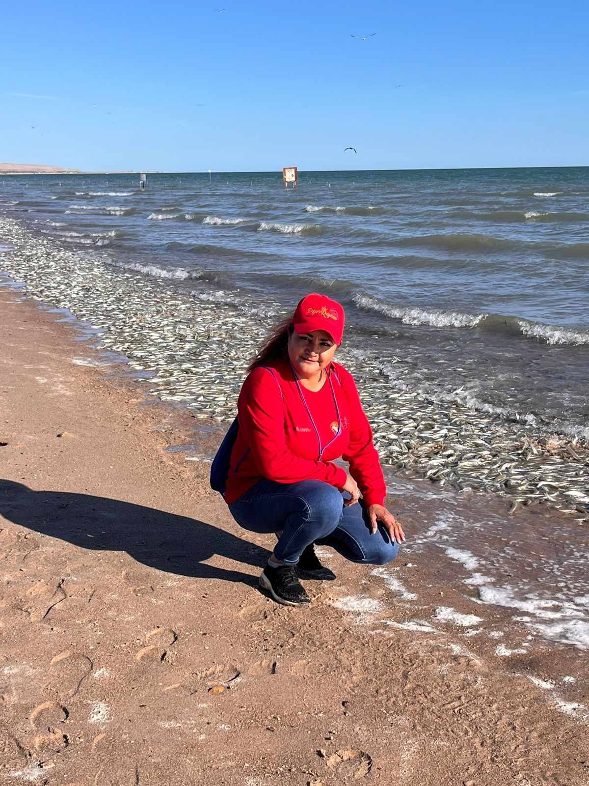 Ciry Almada, coordinadora del grupo, explicó que este pez tiene la peculiaridad de dejar sus huevos en la orilla de la playa, lo que lo deja expuesto a diversos factores de riesgo como la presencia de vehículos en la playa.