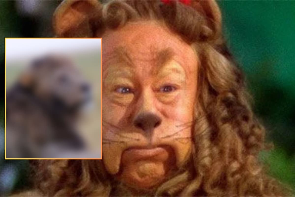 “Parece el león del Mago de Oz”: fotografías de un león con cabello rizado causan sensación en redes sociales