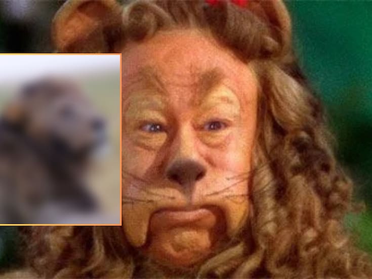 “Parece el león del Mago de Oz”: fotografías de un león con cabello rizado causan sensación en redes sociales
