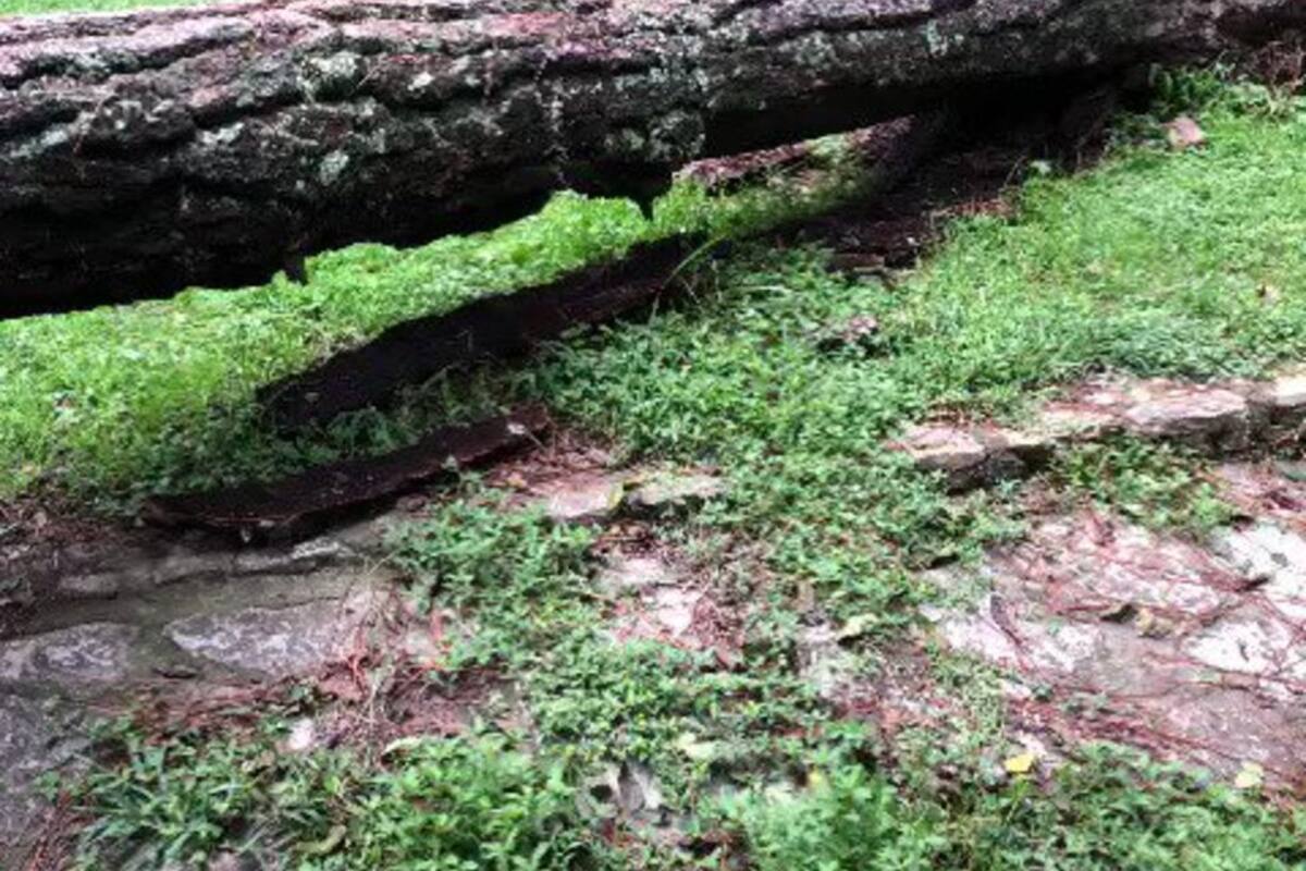 Oso deja sin carne asada a familia en Nuevo León