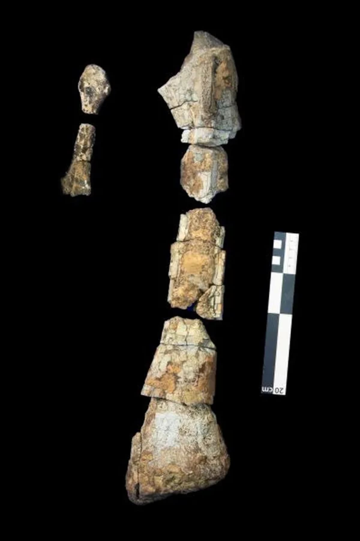 Un diente de la especie Labocania aguillonae. Lucia Alfaro vía The New York Times