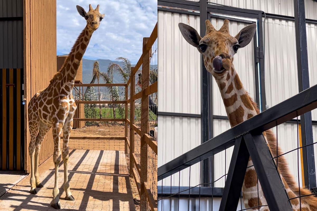 Parque Ecoturístico Paipai en Ensenada recibe nueva jirafa
