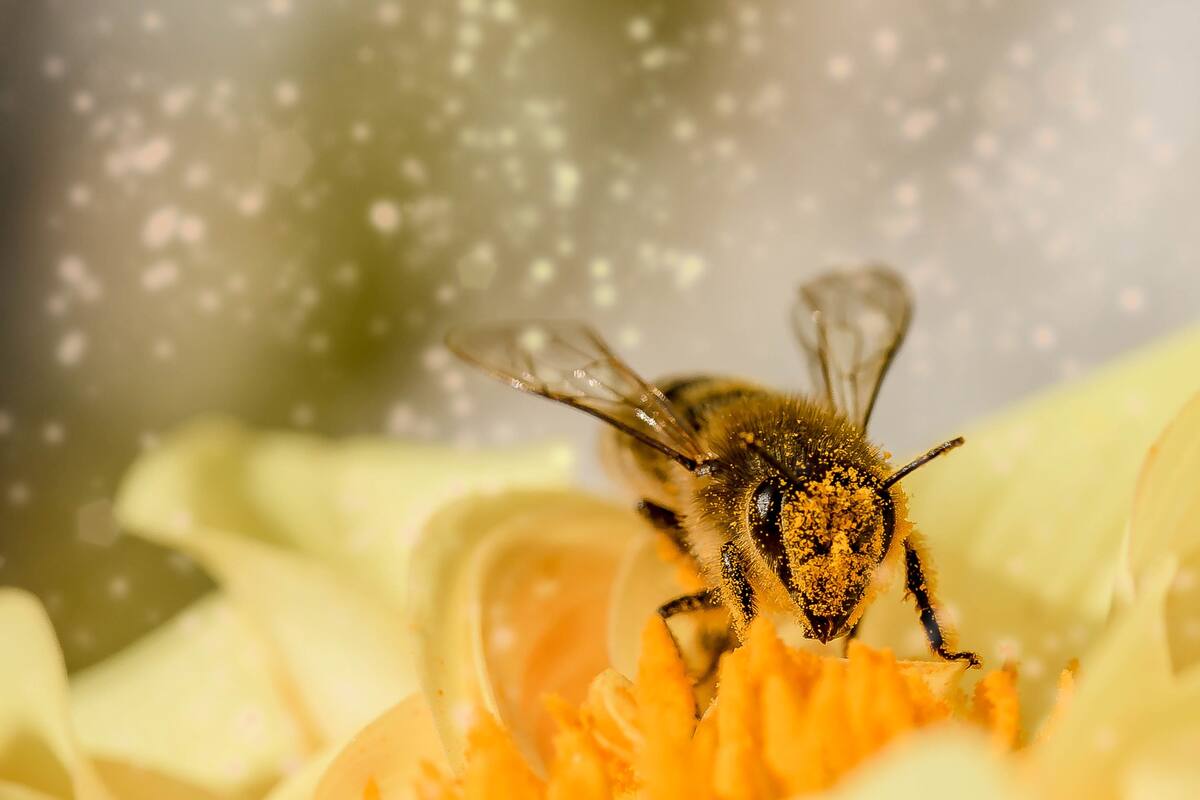 La abeja es declarada el ser vivo más importante del mundo