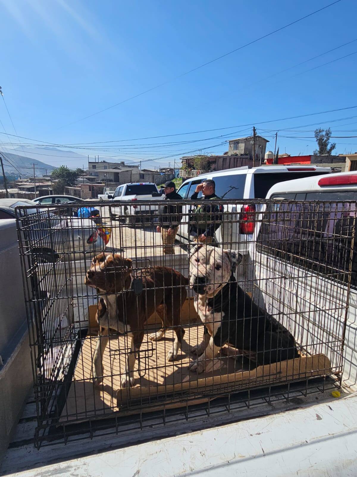 Entre los perros rescatado se encontraba uno de raza pitbull que estaba encadenado.