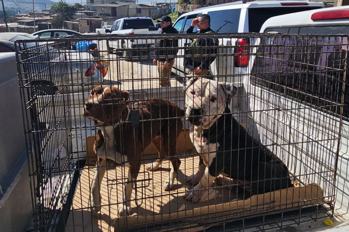 Cortar orejas o cola a un perro es ilegal; se considera maltrato animal en BC