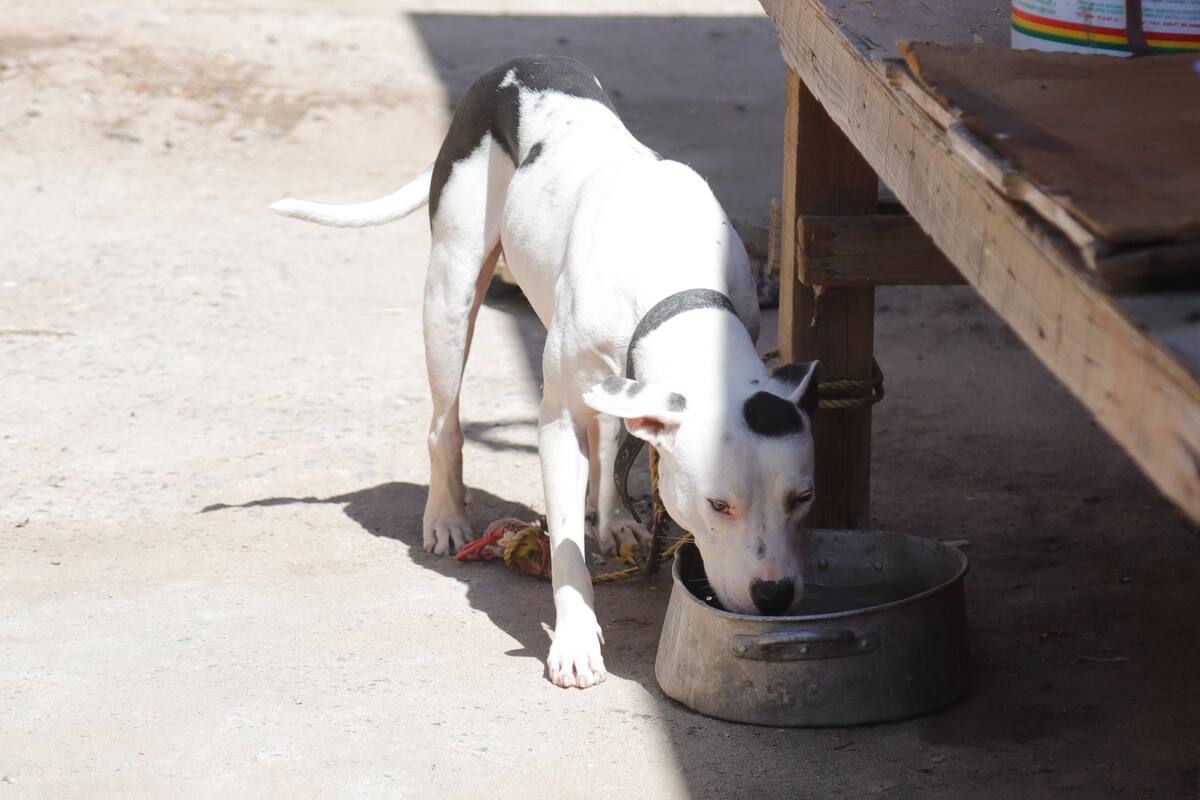 13 pitbulls son sacrificados después de incidente que terminó en la muerte de su criador y vendedor