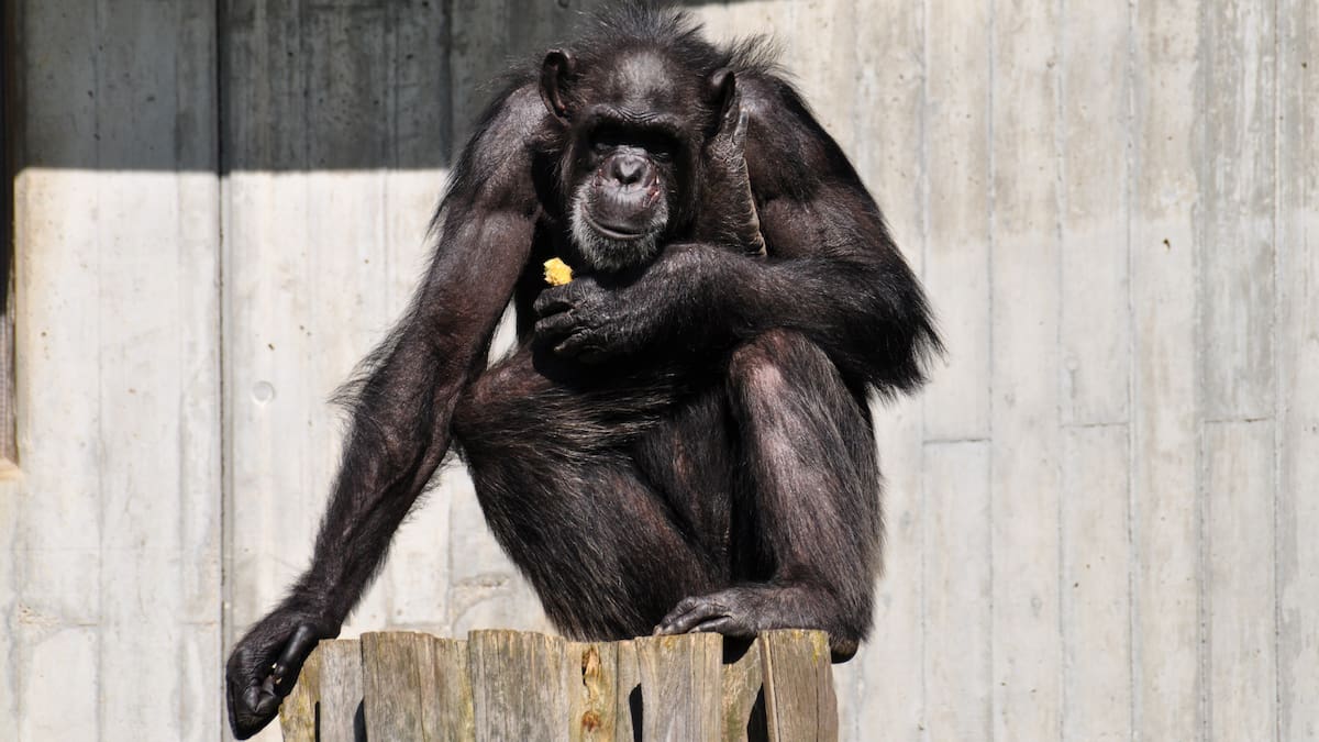 Chimpancés llevan más de una década arrojando piedras a los mismos árboles: científicos buscan explicar por qué
