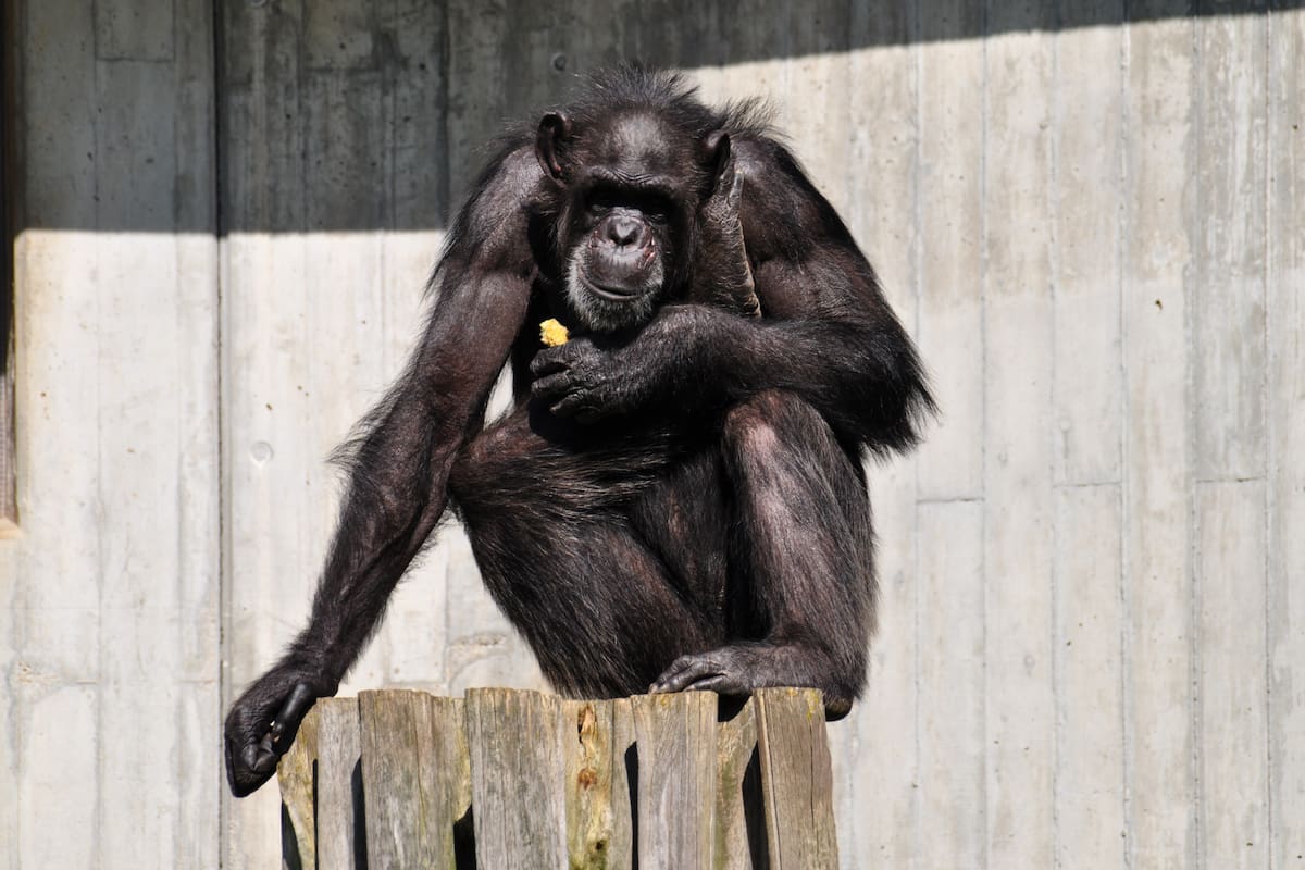 Chimpancés llevan más de una década arrojando piedras a los mismos árboles: científicos buscan explicar por qué