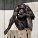 Chimpancés lanzan piedras a los mismos árboles por años