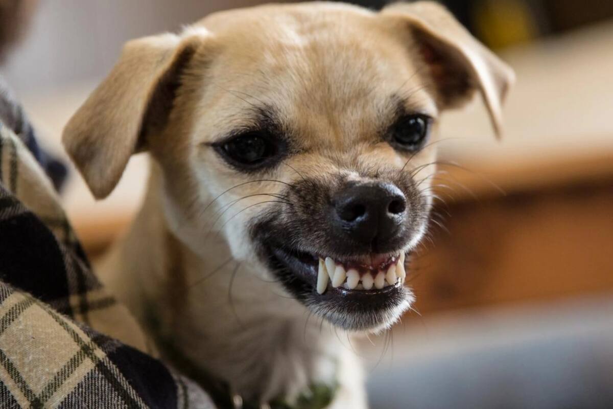VIDEO:  Perro rebelde se niega a que le corten las uñas en la veterinaria