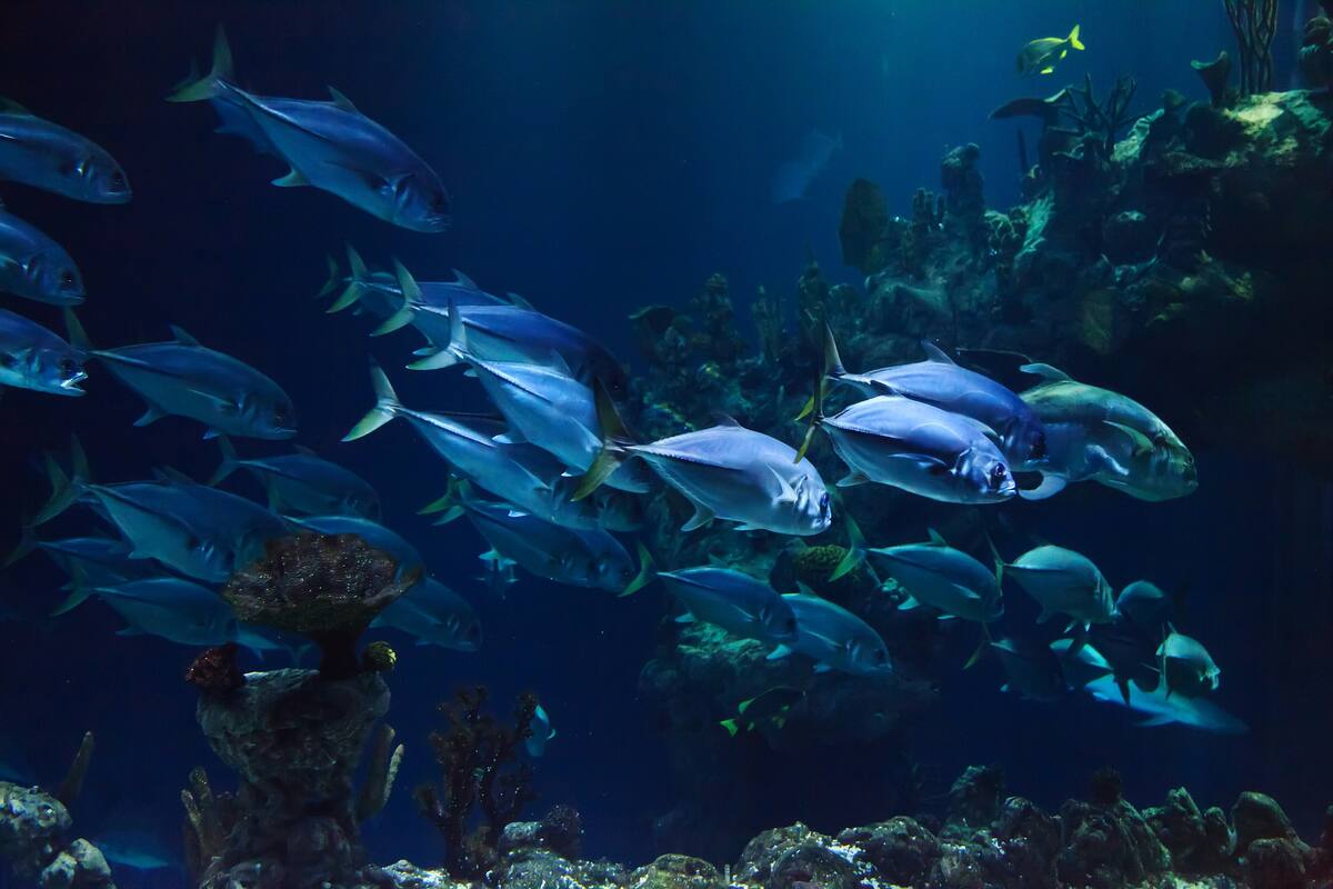 El acuario más grande de Europa asesorará al nuevo acuario de Mazatlán de México