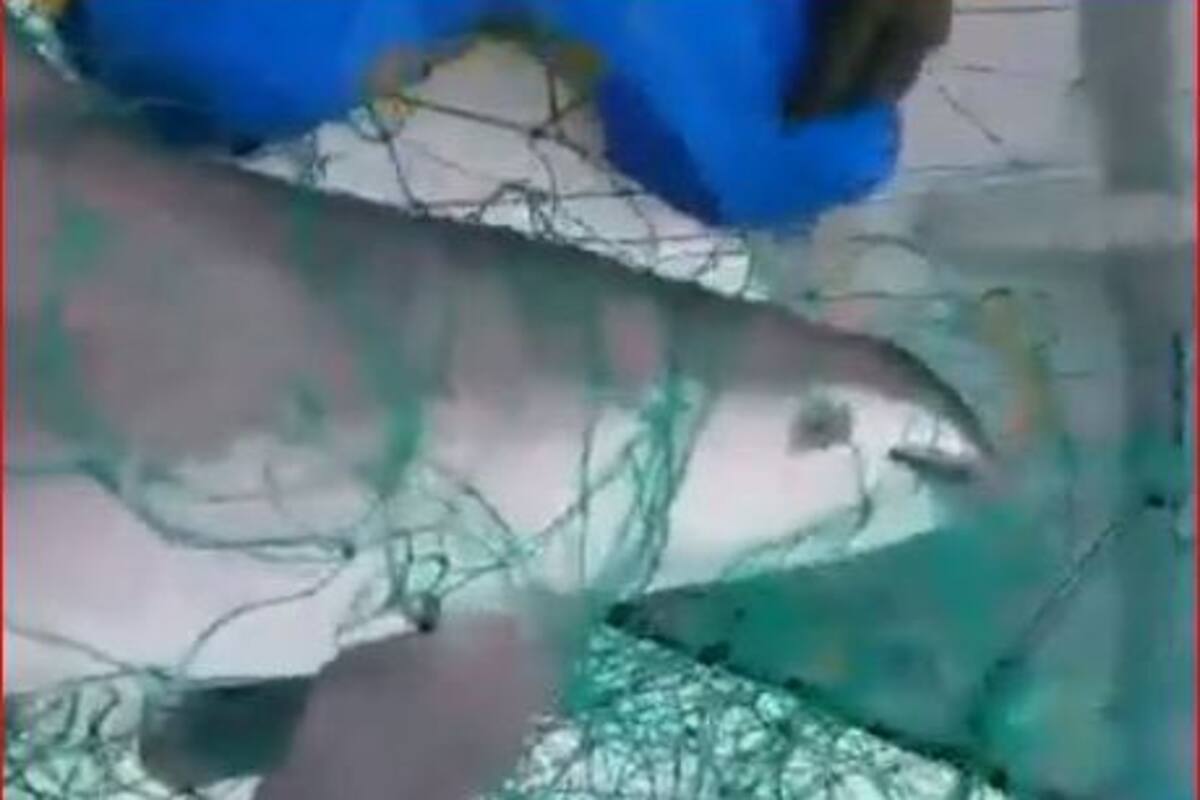 Graban muerte de una de las últimas vaquitas marinas