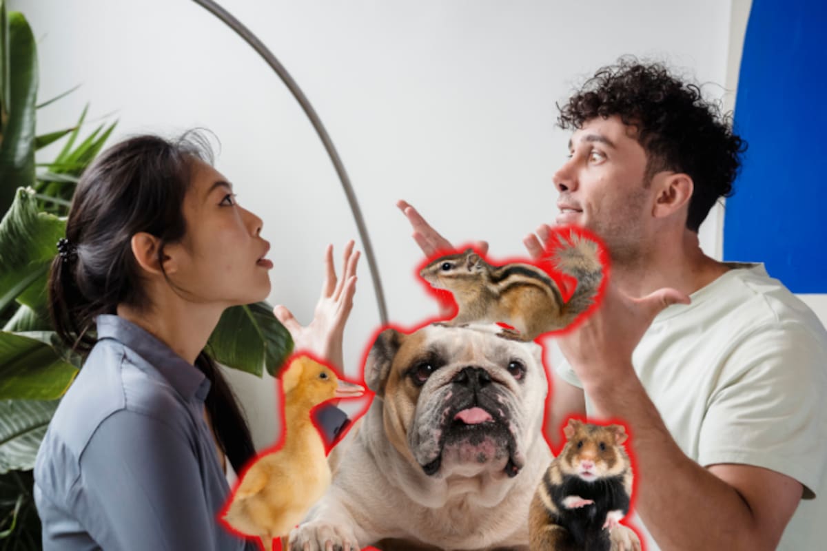 ¿Con quién se queda el perro? Congreso de la CDMX aprueba reforma de protección y custodia a mascotas en casos de divorcio