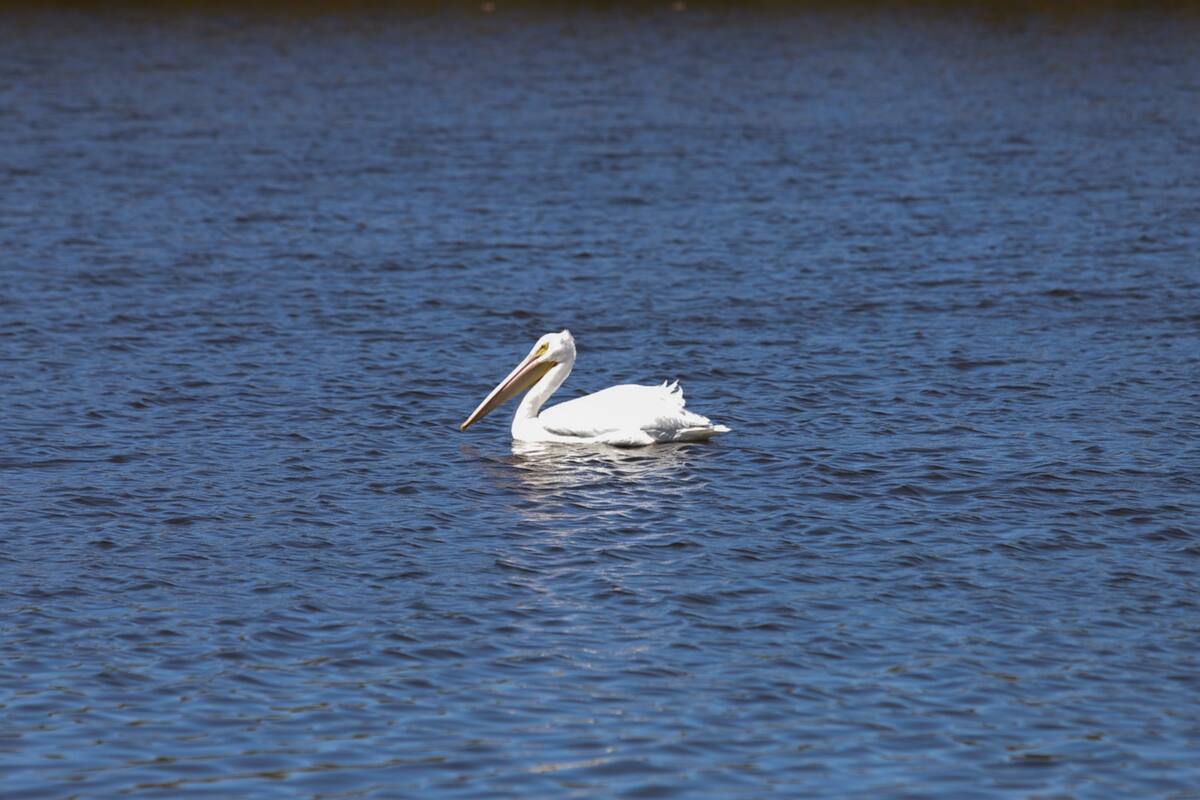 Retrato de la Tierra y la Agricultura en el Día Internacional de la Madre Tierra