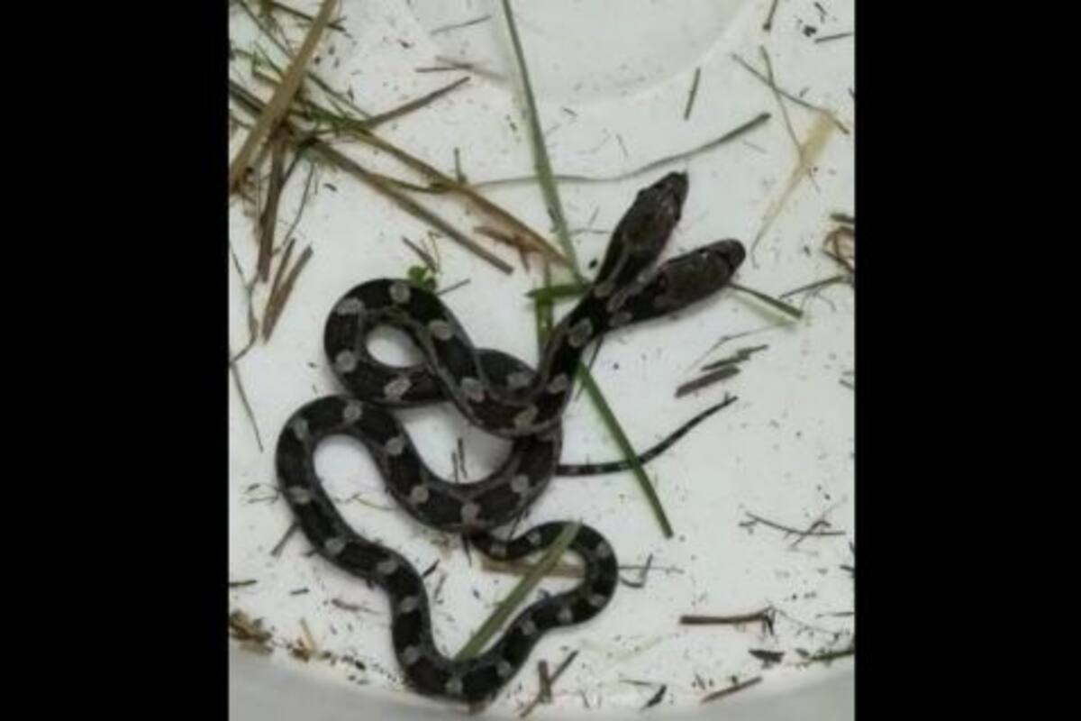 Descubrió una serpiente de dos cabezas al limpiar su casa