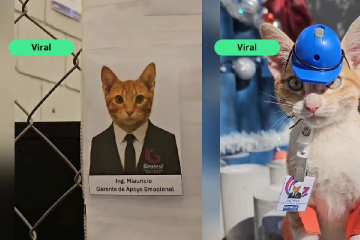 Empresa se vuelve viral por nombrar a un gato como su Gerente de Apoyo Emocional