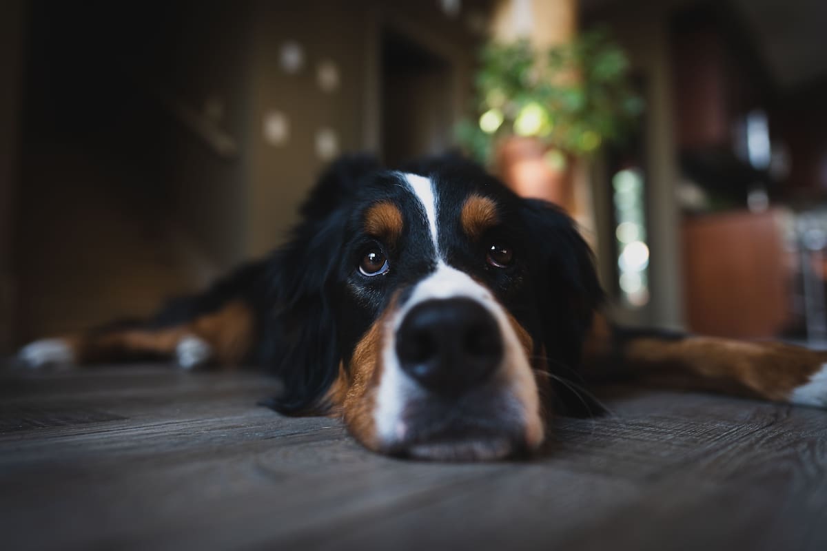 Veterinarios explican que los perros no sienten culpa cuando hacen travesuras, sino miedo ante el enojo de sus dueños