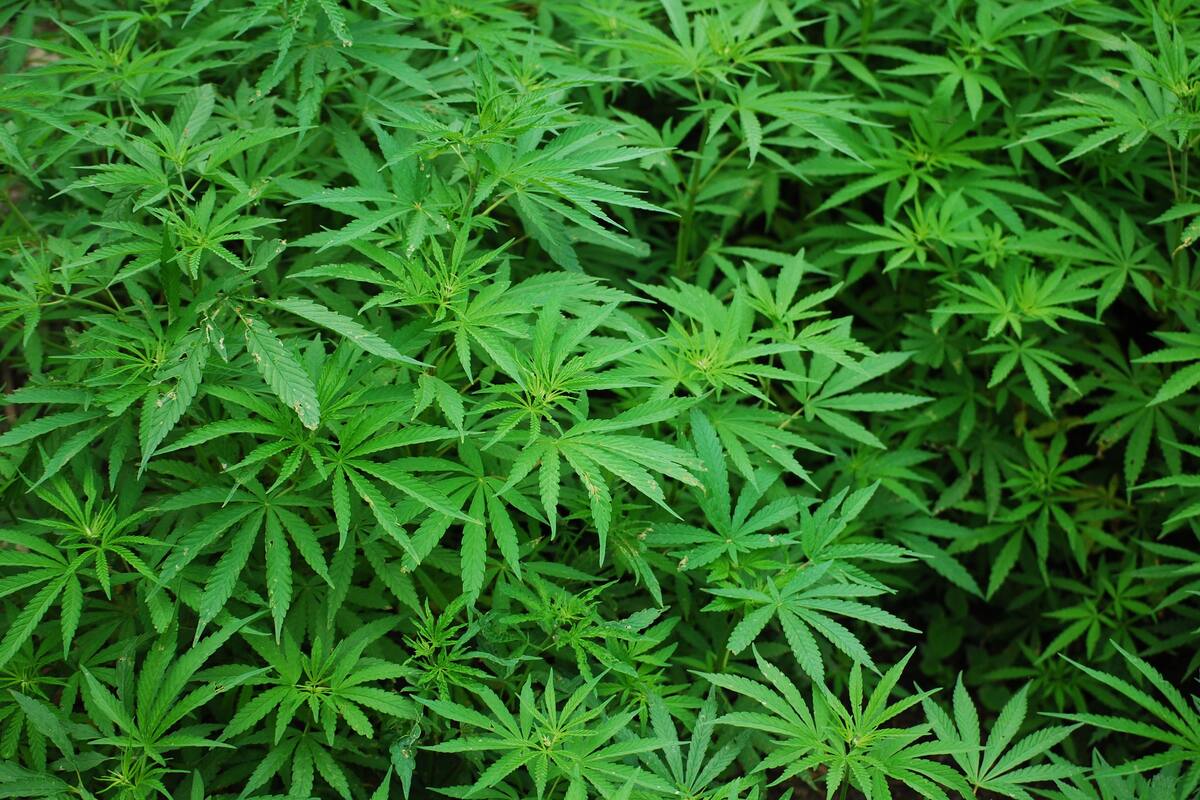 Niño de 3 años se intoxica con mariguana en Nogales