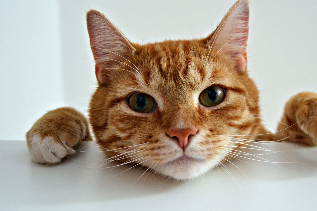 ¿Por qué los gatos amasan con las patas?