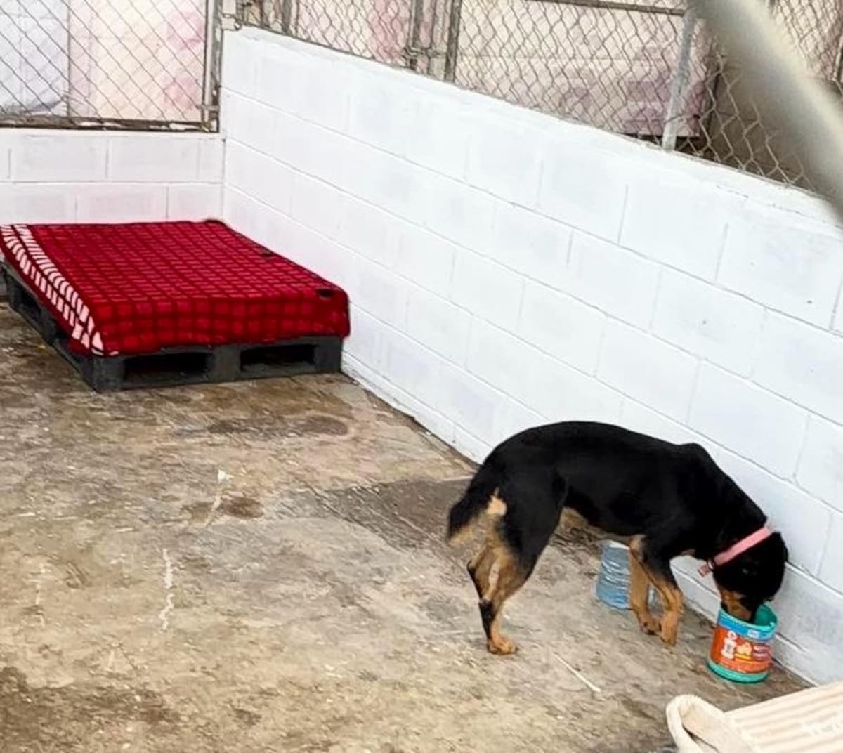 La agrupación busca abrigar a los animales ante bajas temperaturas y solicita donaciones para mejorar las instalaciones. Foto: Cortesía