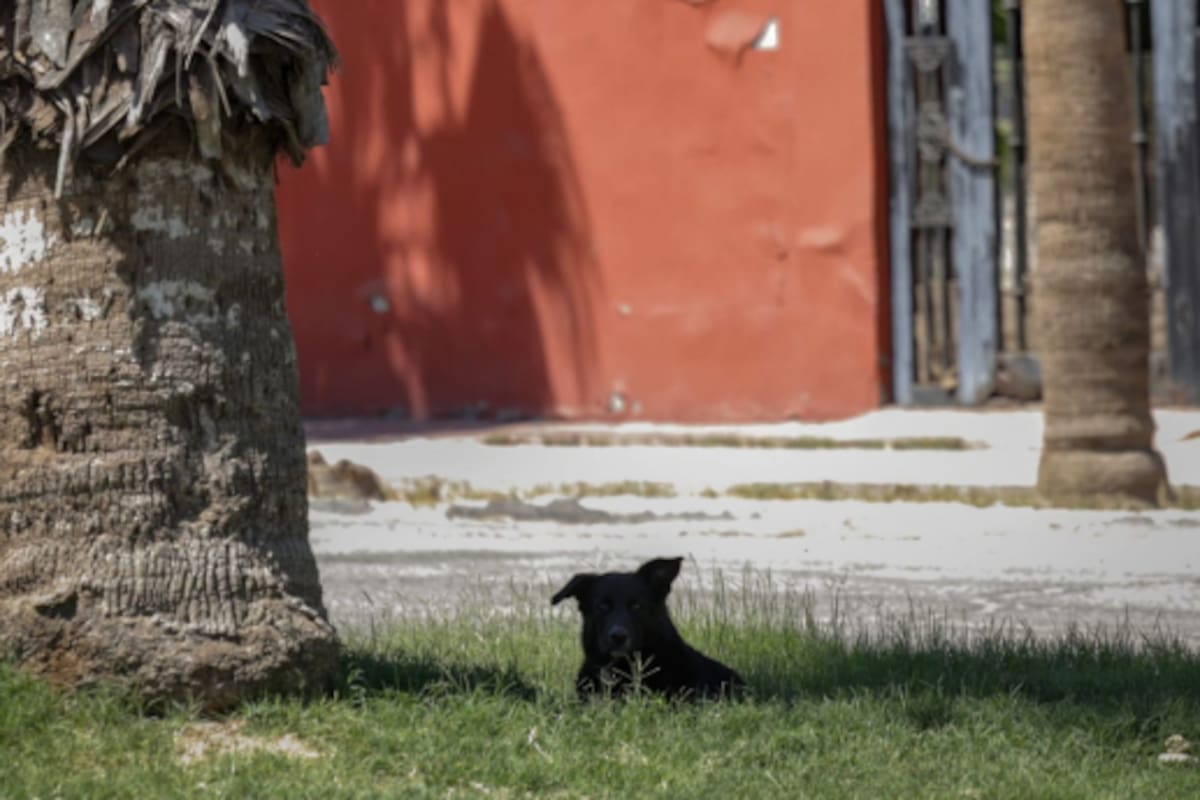 Clima Mexicali: Jueves agradable con máximas de 29 grados y vientos de hasta 50 kilómetros