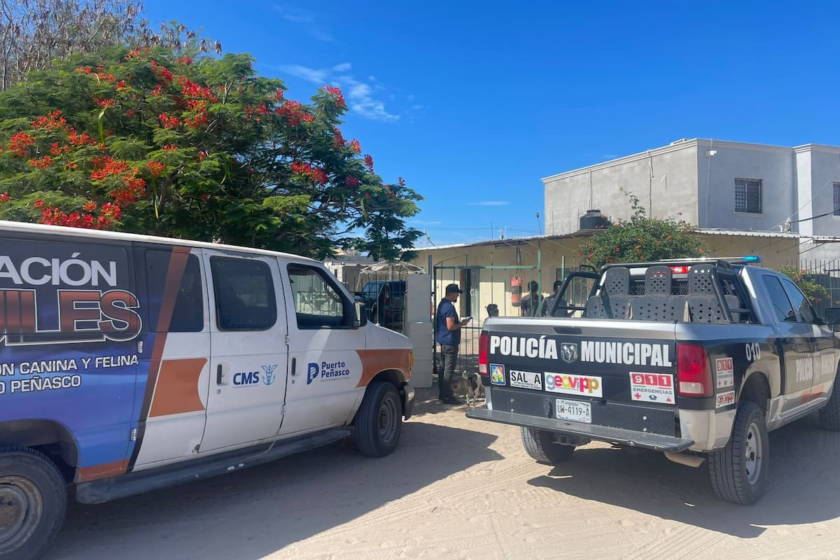 Puerto Peñasco: Investigan ataque a dos perros con dardos de metal