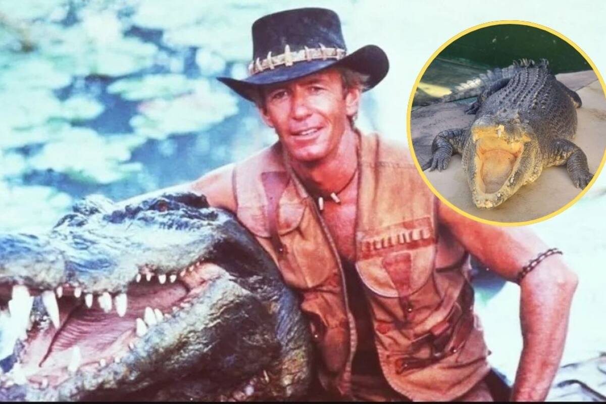Muere Burt, el enorme reptil de “Cocodrilo Dundee” a los 90 años
