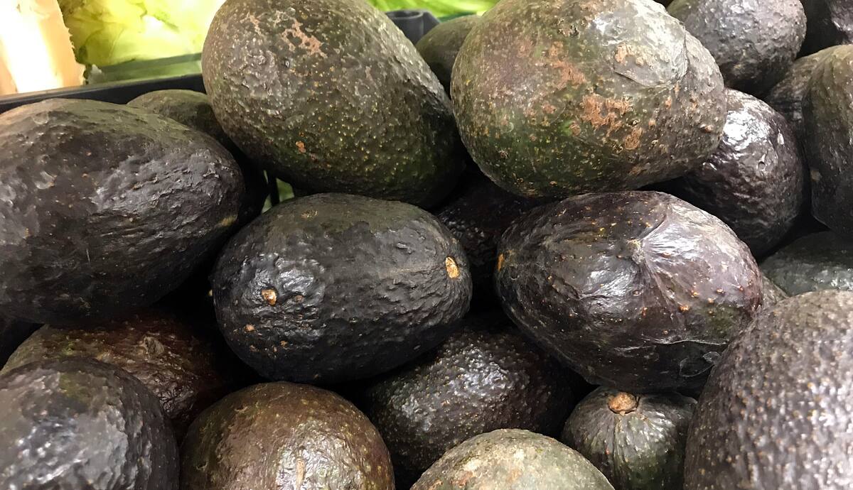 Vendedores señalan que no se ve para cuando baje el precio del aguacate.