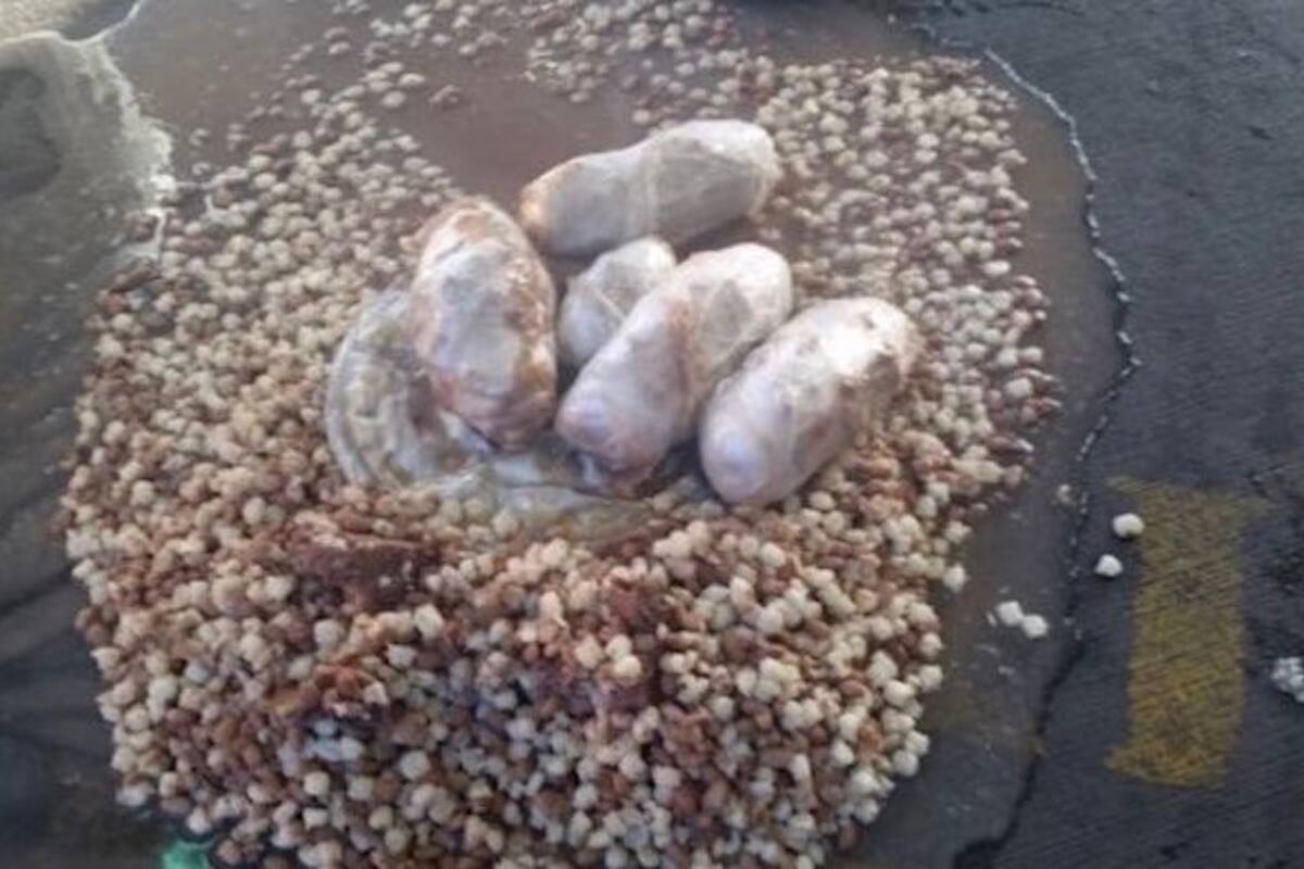Traía una olla de “gallina pinta” bien cargada...pero con drogas