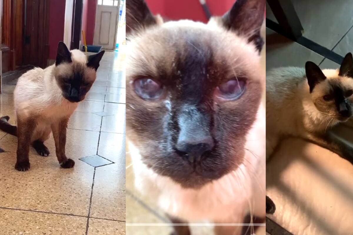 Conoce a Ágata: una gata que pudo alcanzar el enorme logro de cumplir 23 años