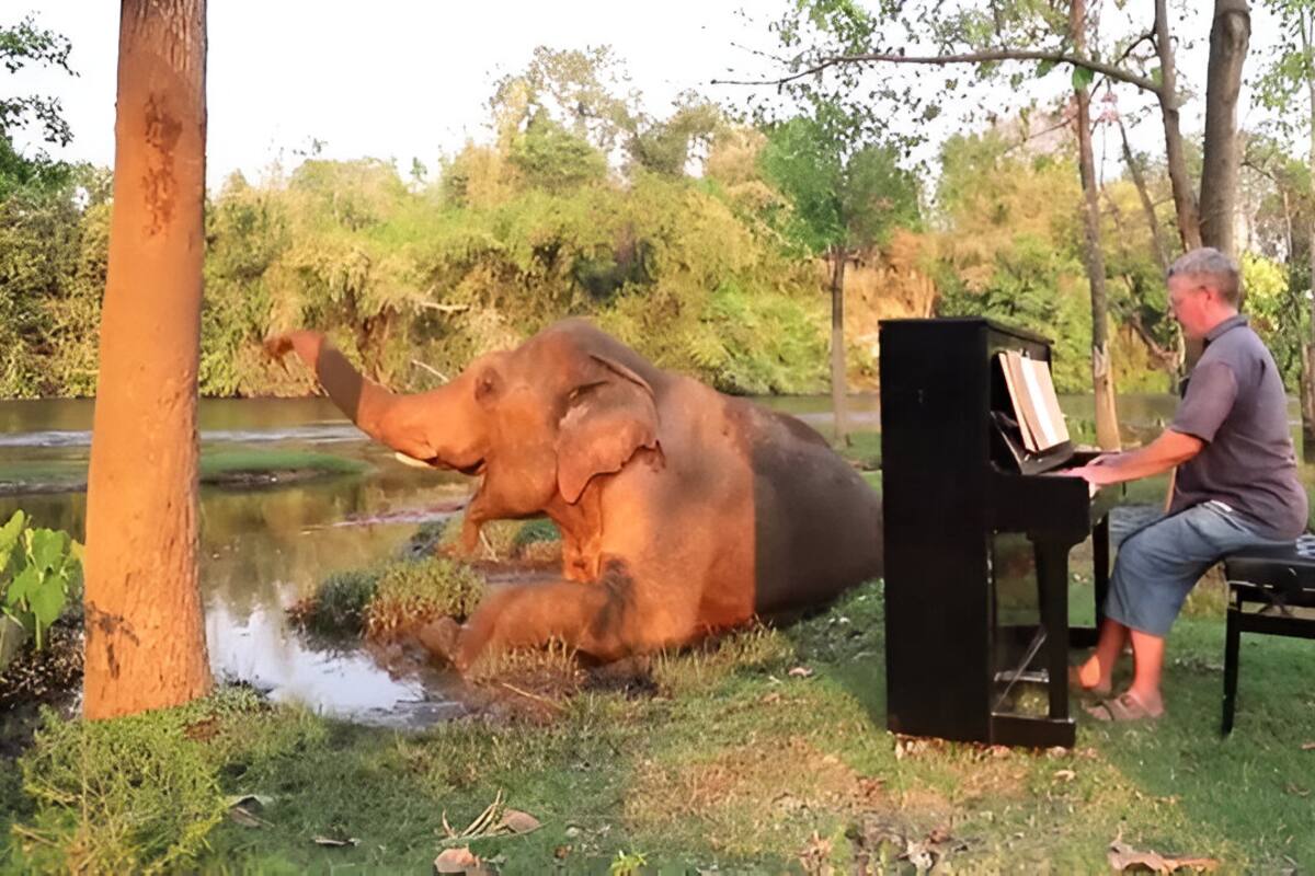 Conoce la historia de Paul Burton, el pianista que ayuda a elefantes con su música