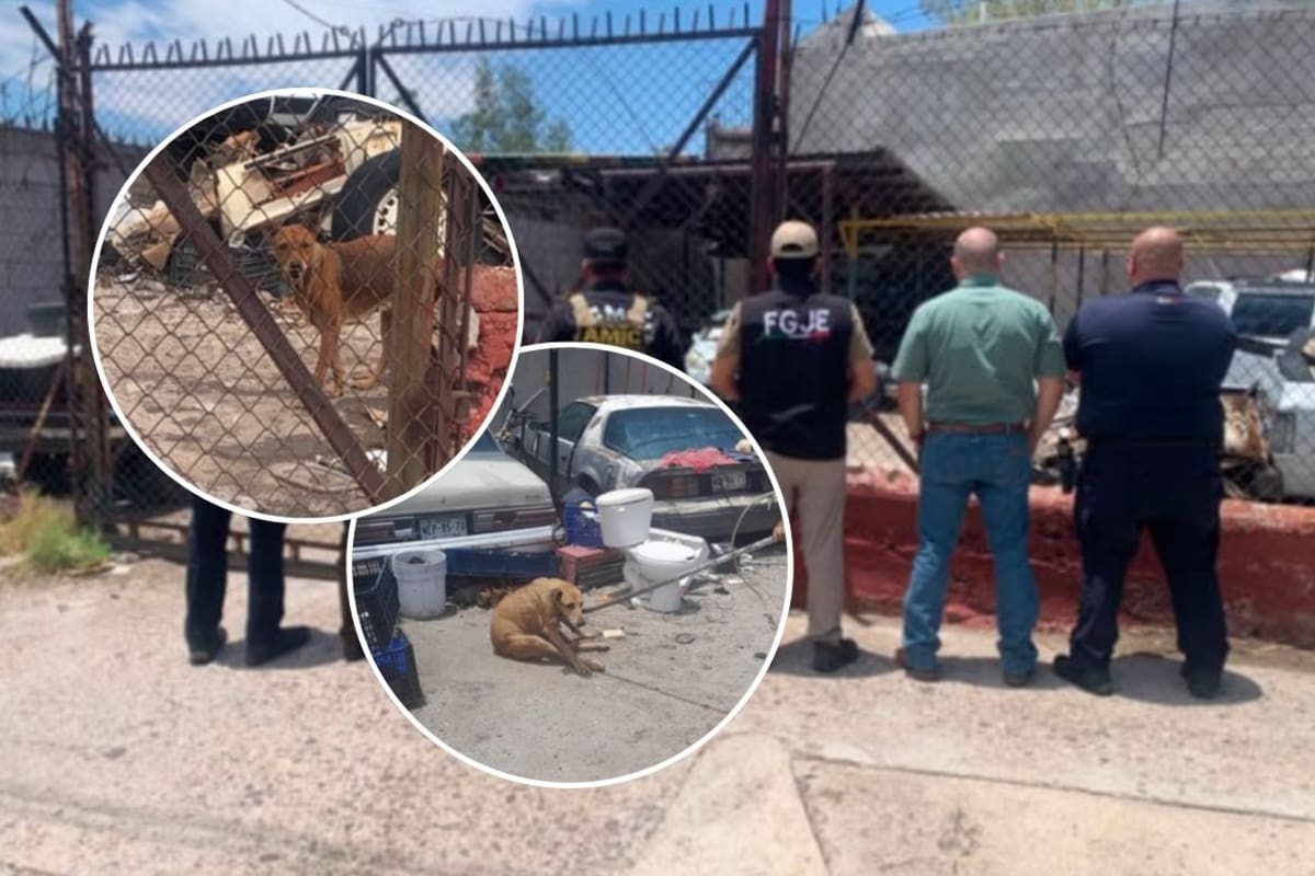 Rescatan a dos perros en condiciones de abandono durante cateo por maltrato animal en Hermosillo
