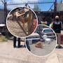 Rescatan a dos perros en condiciones de abandono durante cateo por maltrato animal en Hermosillo