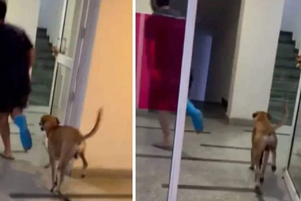 VIDEO: Perrito camina en tres patas imitando a su dueño que tiene una pierna vendada