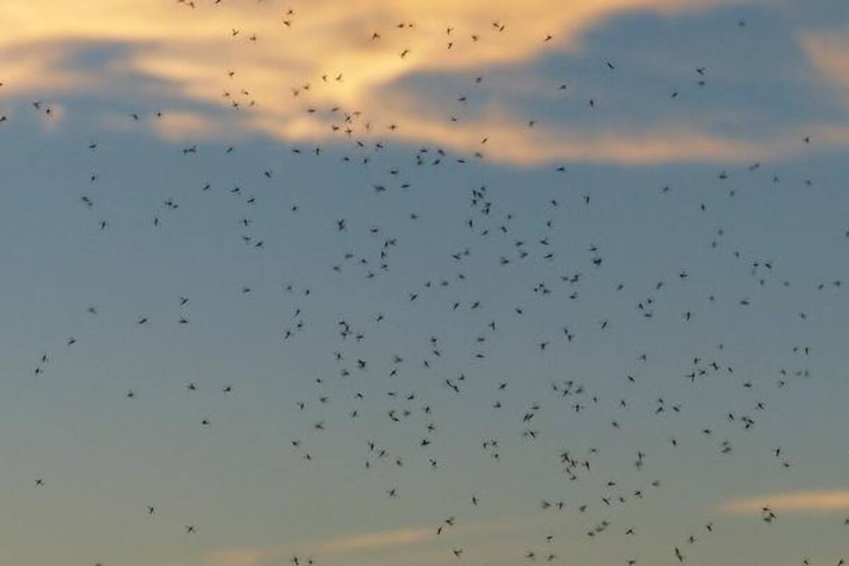 Captan en video increíble tornado de mosquitos