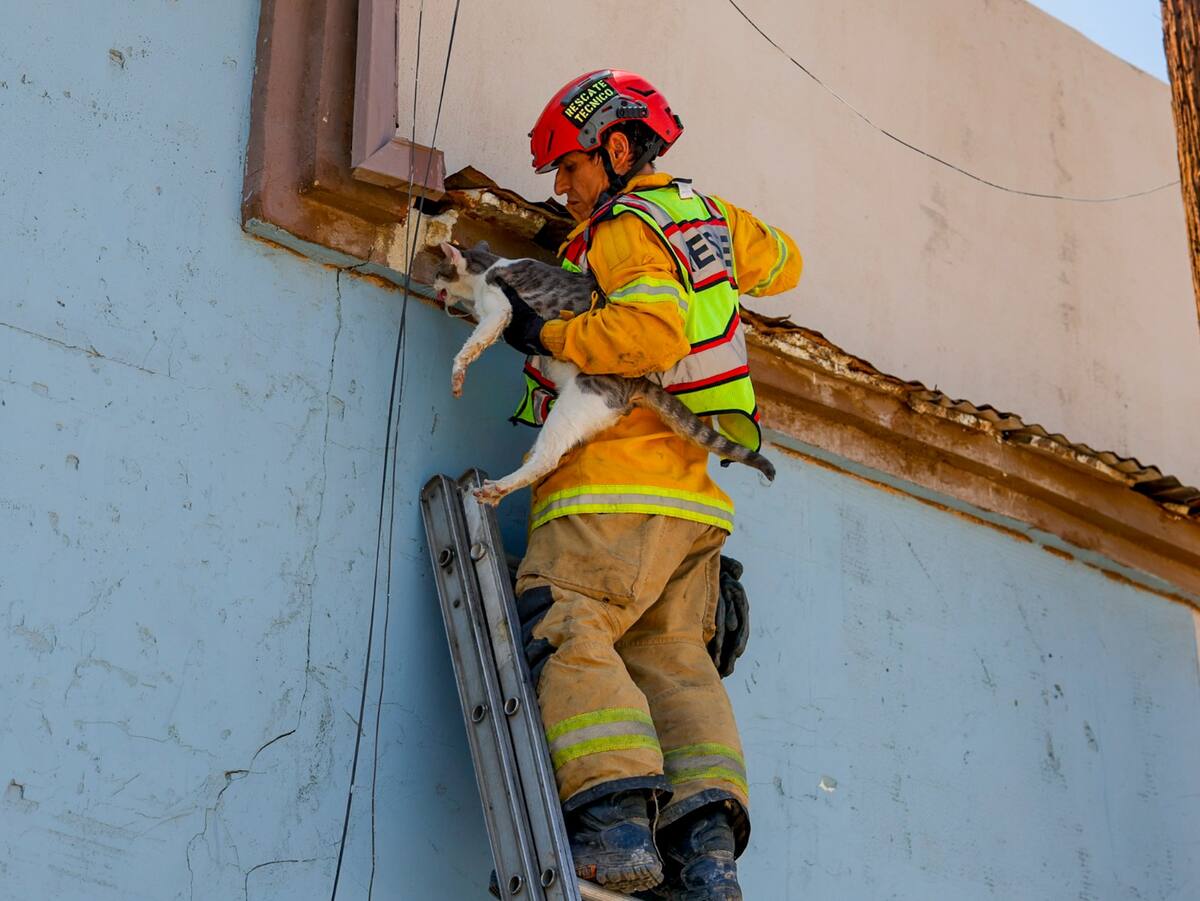 Rescate bajo el calor. Elementos de la Dirección de Bomberos auxilian a un gato que quedó atrapado en la cornisa de una vivienda en Mexicali, durante una jornada de altas temperaturas. Juan J. Morales/LA CRÓNICA