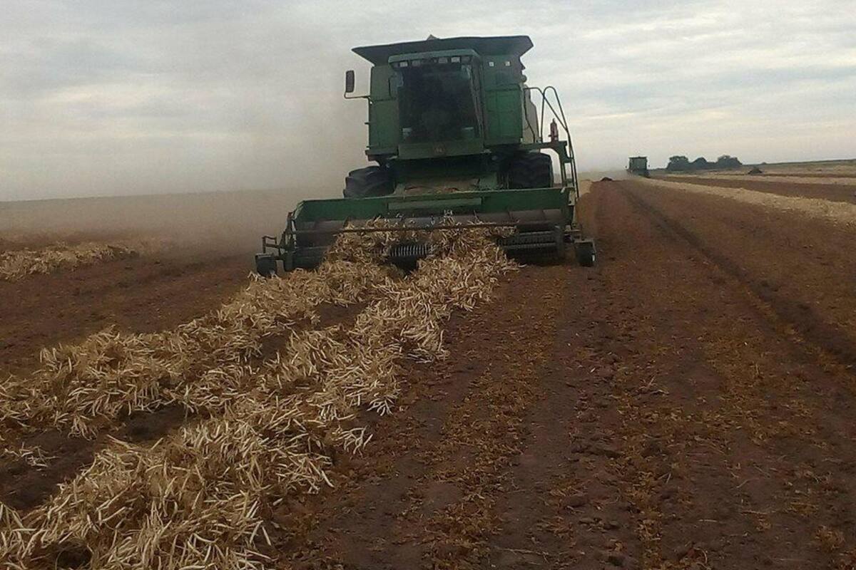 Panorama “gris” para agricultores del Mayo a pesar de las lluvias