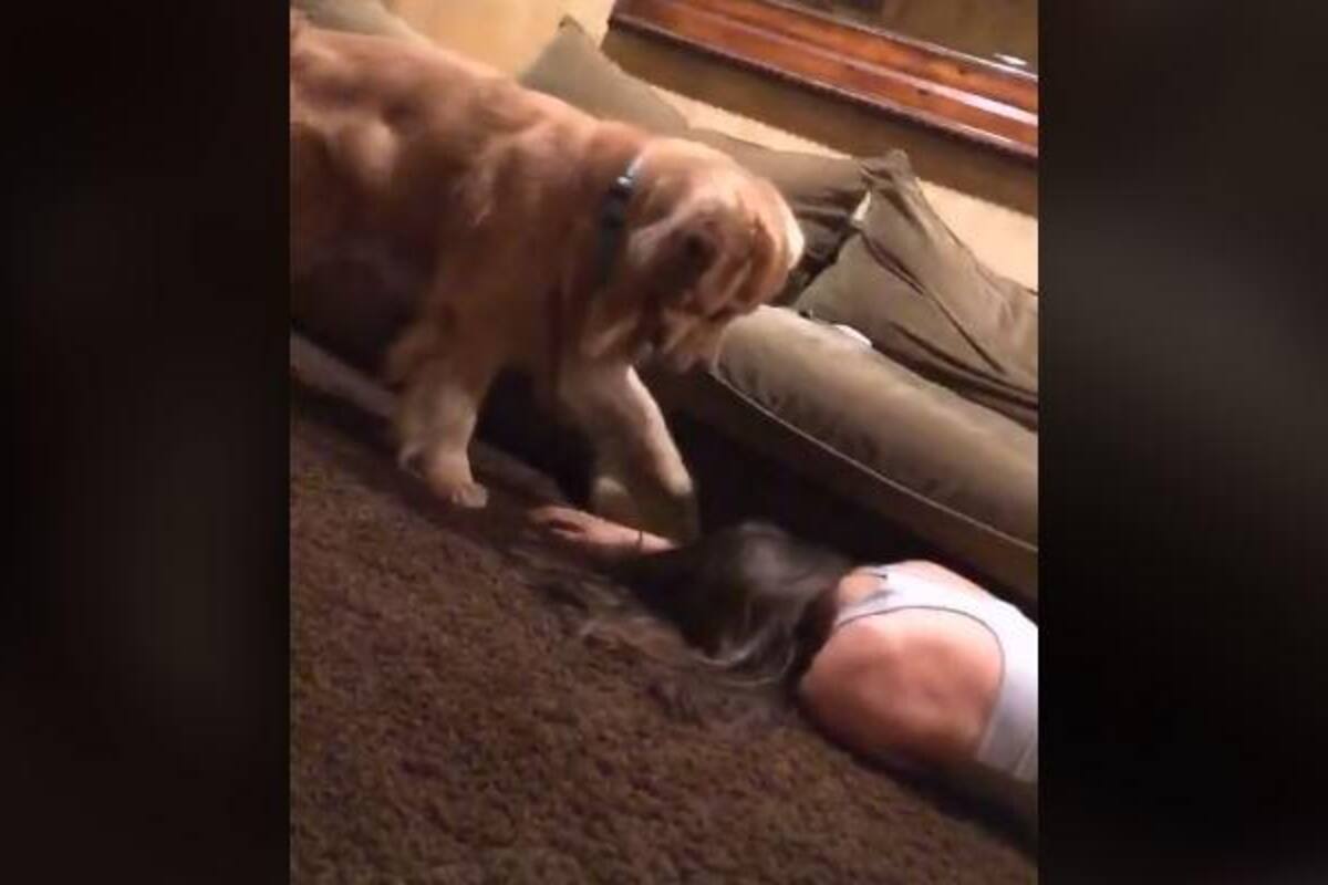 VIRAL: ¡Joven se "desmaya" frente a su mascota y este hace todo por despertarla!