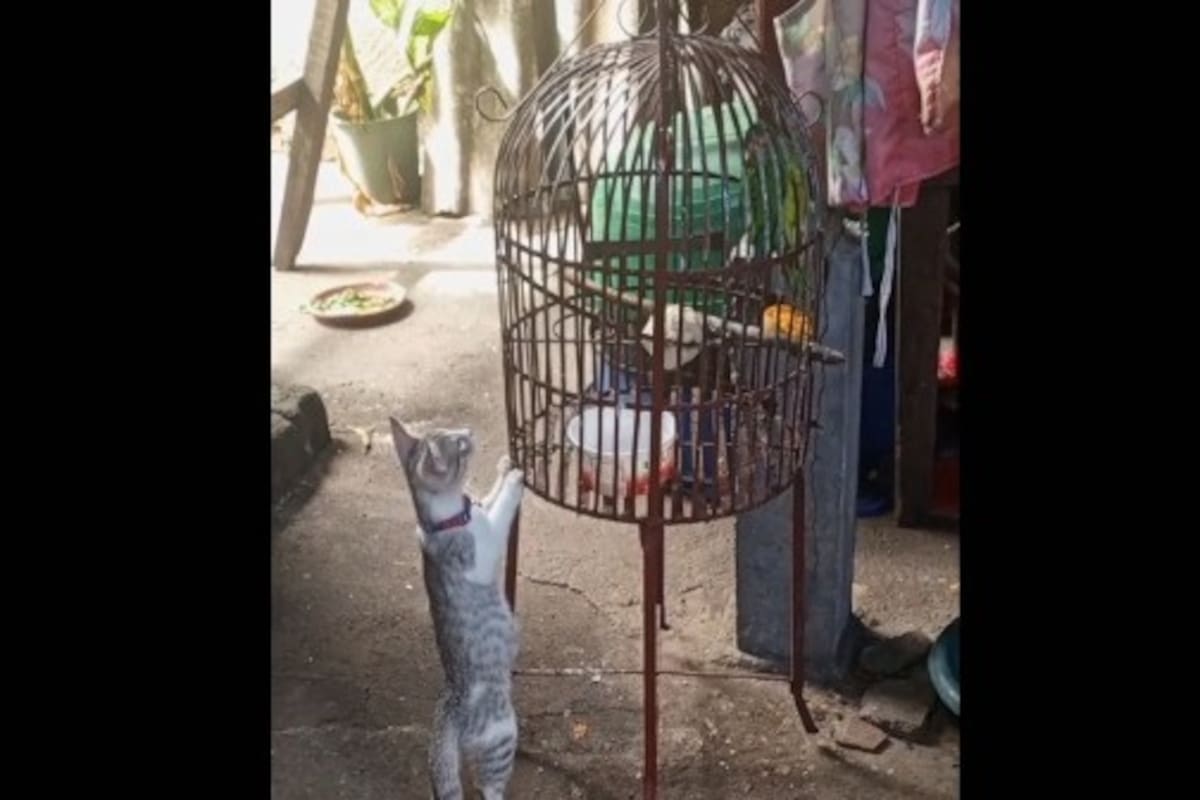Periquito avisa a su abuelita que un gatito se lo quiere comer
