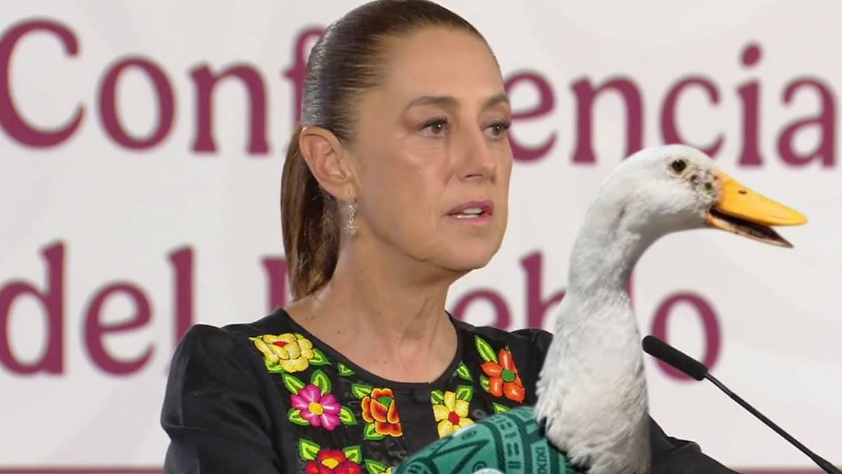 Durante la mañanera, Sheinbaum mencionó que había visto imágenes de patos con camisetas de distintas ligas o selecciones en Canadá, una muestra de cómo el fenómeno empezó a replicarse fuera de México. Foto: Especial.