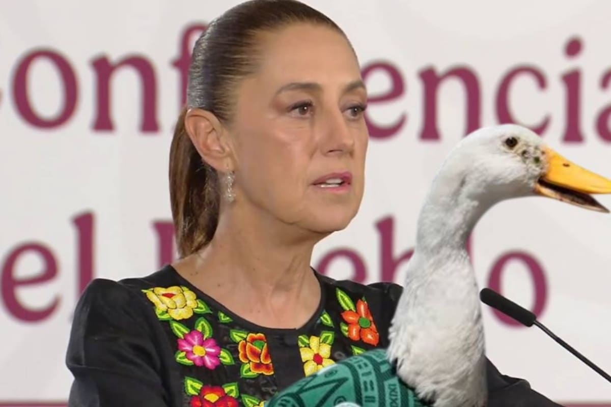 Sheinbaum invitará al pato Merlín a la mañanera tras volverse símbolo viral del Mundial 2026
