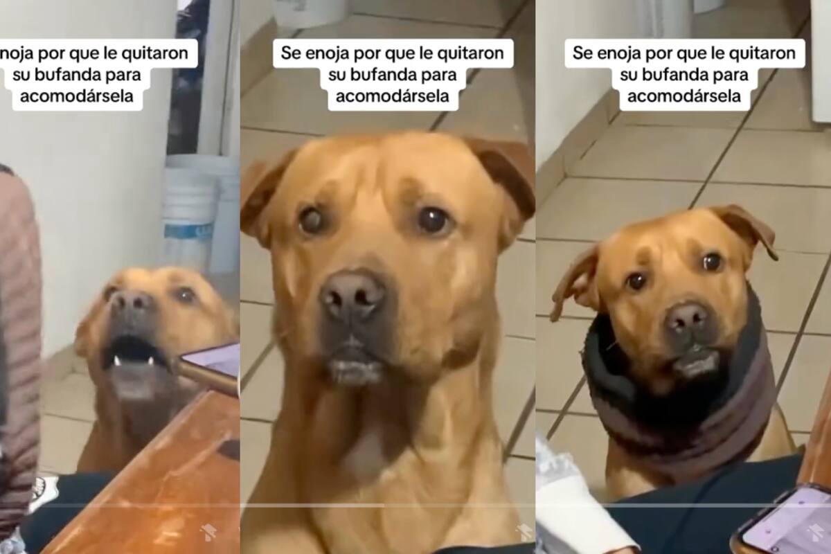 TikTok: perro se vuelve viral por molestarse cuando le quitan su bufanda favorita